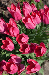 pink flowers in spring - viewed from above