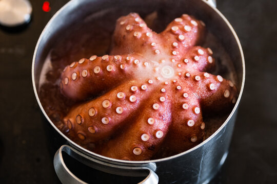 Octopus in pot on stove
