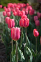 pink tulips in bloom 