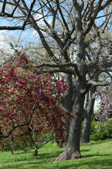 crab apple tree and old oaks in the park - springtime