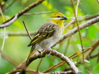 Cape Canary yellow bird holding grass blade in beak
