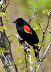 Red winged blackbird perched on branch