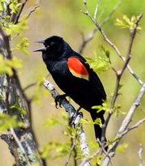 Red winged blackbird perched on branch