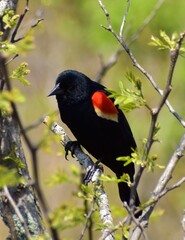 Red winged blackbird perched on branch