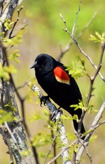 Red winged blackbird perched on branch