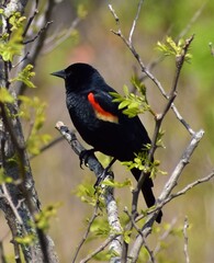Red winged blackbird perched on branch