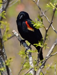 Red winged blackbird perched on branch