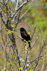 Red winged blackbird perched on branch