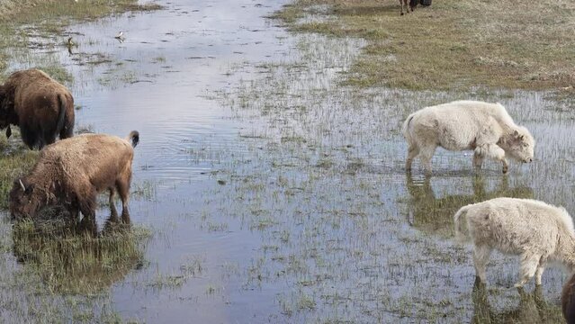 Bison heard grazing in shallow pond with two Albinos mixed in the group.