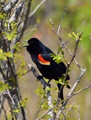 Red winged blackbird perched on branch