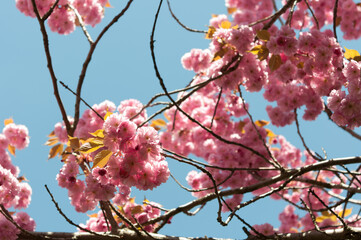 pink blossoms in spring