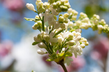 white Syringa vulgaris on a spring background
