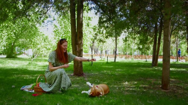 A young woman in the park with a corgi dog is having fun playing, feeding him perfectly, the dog jumps to get food. Picnic in nature