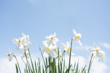 White Narcissus flowers in garden on blue sky background