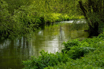 River Stour near Canterbury in Kent, England