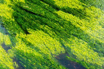 Green plants in the river stour near Canterbury in Kent. Could also make a good background