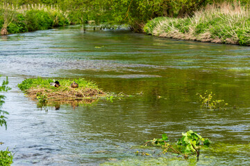 River Stour near Canterbury in Kent, England