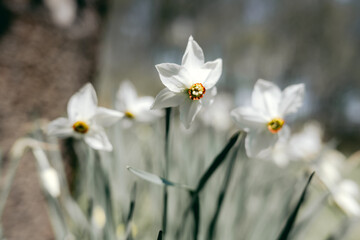 Narcissus flowers in garden closeup. Gardening background