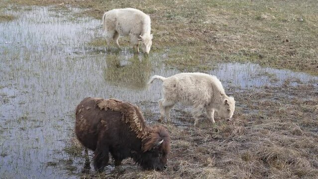 Albino Bison grazing alongside others in shallow pond in Wyoming.