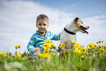 Little boy with Jack Russel Terrier puppy on yellow flowers meadow. Happy Dog with serious gaze