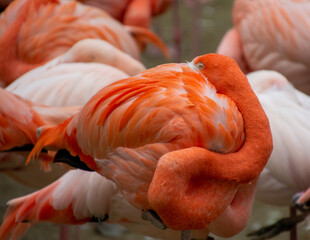 Schlafender Flamingo mit Kopf im roten Gefieder
