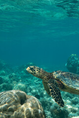 Obraz na płótnie Canvas tortue dans les eaux claires des Maldives