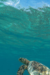 tortue dans les eaux claires des Maldives