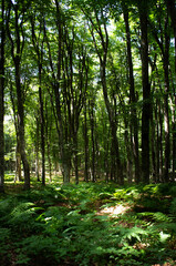 A thicket of wild ferns in a dark forest among huge trees. Vertical photo.