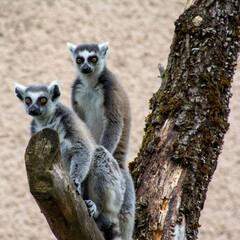 Zwei Kattas sitzen auf einem Ast im Münchner Zoo