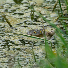 Wasserfrosch mit aufgeblasenen Backen bei der Balz