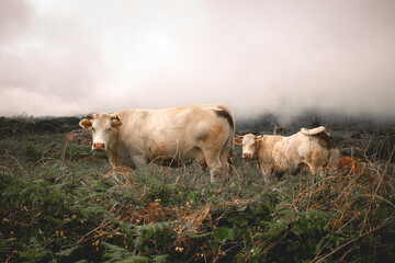 Cow stay in the middle of the foggy field with plant, grass and mountain.