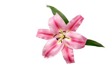 Pink red lily flower with leaves isolated on white background.