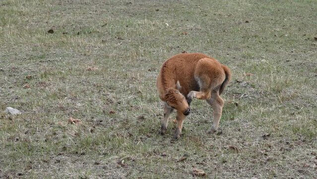 Bison calf using foot to scratch its face as it stands in a field.