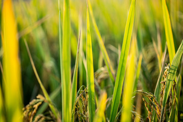 A piece of golden rice, rice waiting to be harvested