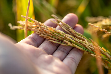 A piece of golden rice, rice waiting to be harvested