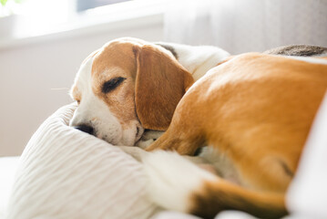 Adult male beagle dog sleeping on his pillow. Shallow depth of field. Canine theme