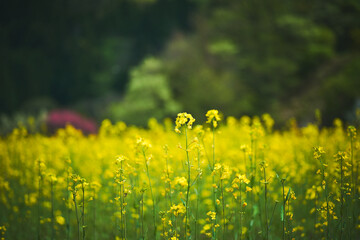 菜の花畑
