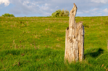 tree trunk