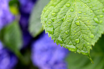 Gouttes d'eau de pluie sur feuilles
