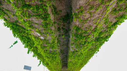 Parte baja de un Puente de hormigón recubierto de hiedra, planta trepadora muy verde