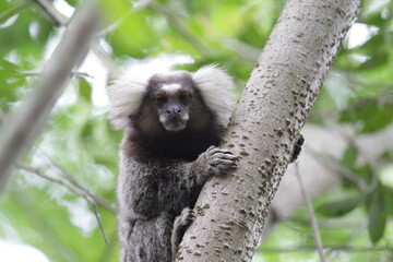 Sagui-de-tufos-brancos (Callithrix jacchus).