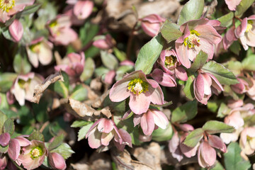 dusty pink hellebore blossoms in the sun