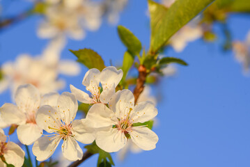blooming apple tree against the sky