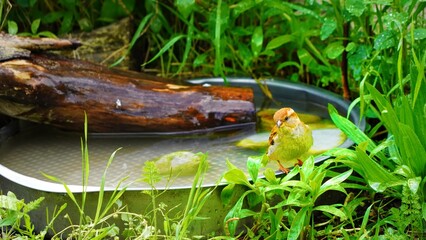 fish in the pond