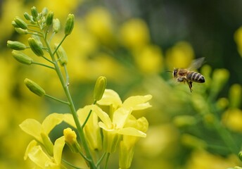 bee on flower