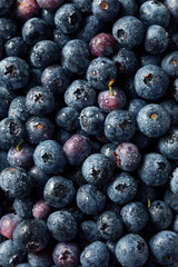 Raw Blue Organic Blueberries