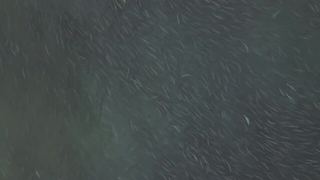 An aerial view vertically downwards of a spawning river with thousands of coho salmon swimming in it. The concept of the spawning period of fish