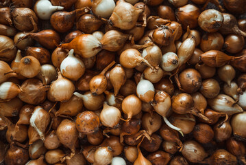 Small yellow onions are ready for planting in the ground