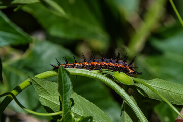 Gulf Fritillary Butterfly Caterpillar (Agraulis vanillae)