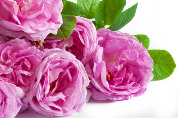 Beautiful pink roses bunch isolated on white background